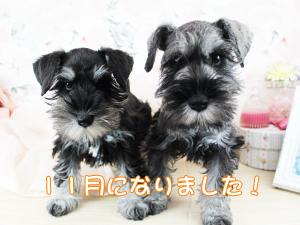 今日から１１月です！